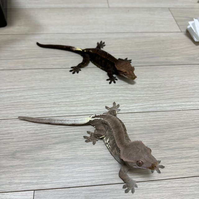 챠콜 카푸치노 프라푸치노