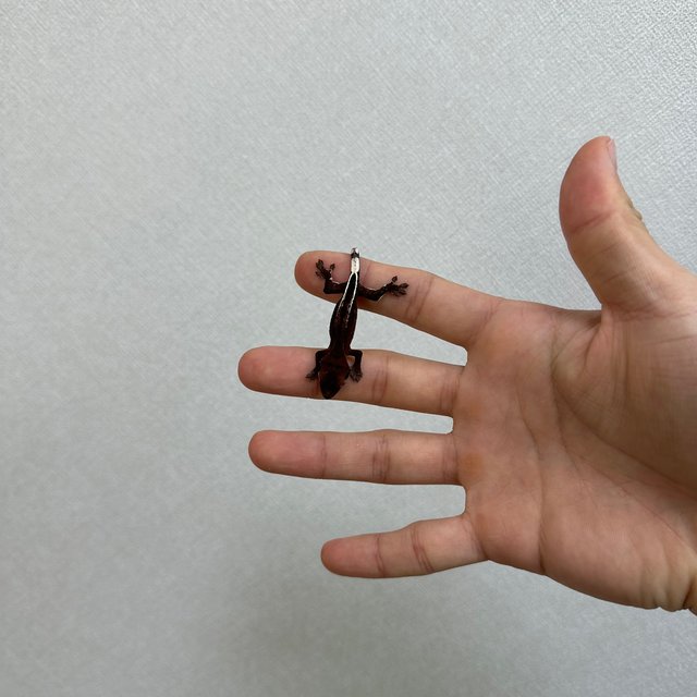 슈퍼스트라이프 챠콜 카푸치노