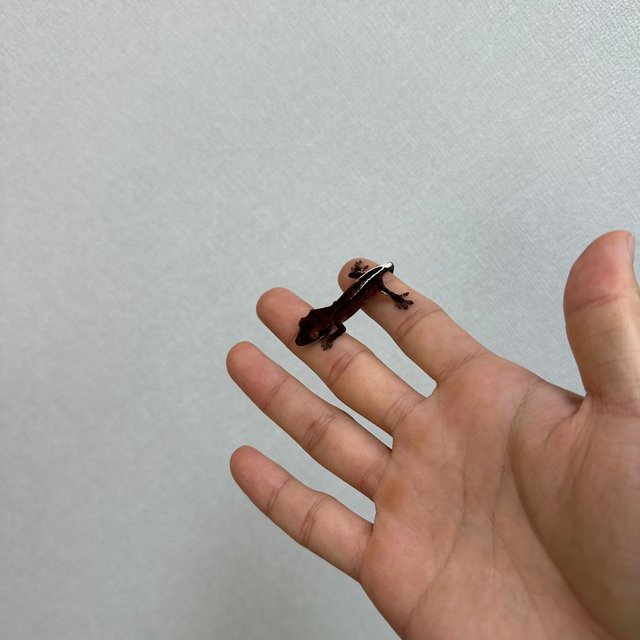 슈퍼스트라이프 챠콜 카푸치노