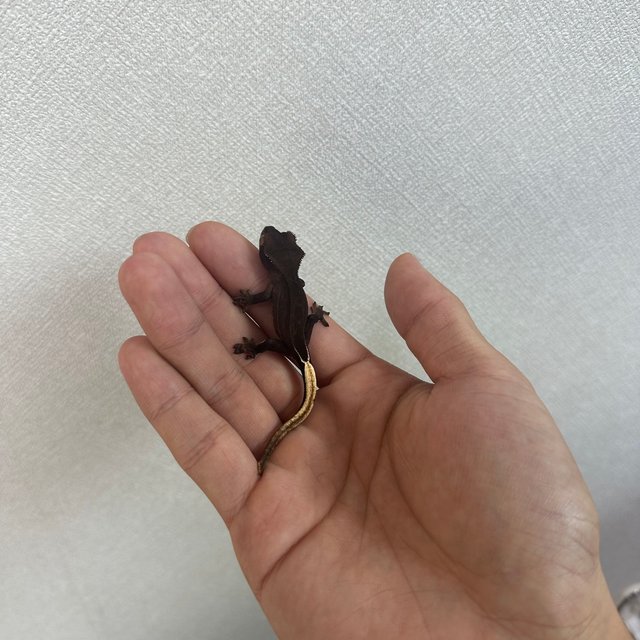 슈퍼스트라이프 챠콜