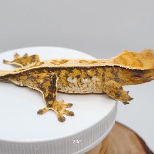 노멀 트라이 익스트림할리퀸 풀핀