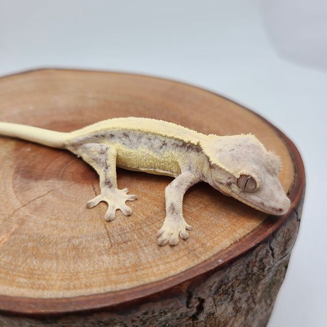 릴리 세이블 솔리드백 판다