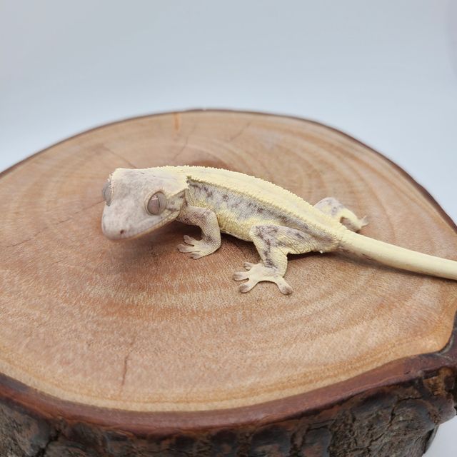 릴리 세이블 솔리드백 판다