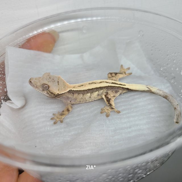 세이블