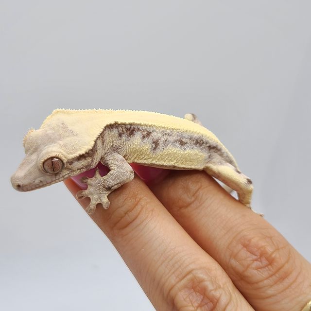 릴리 세이블 솔리드백 판다