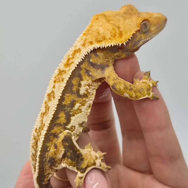 노멀 트라이 풀핀