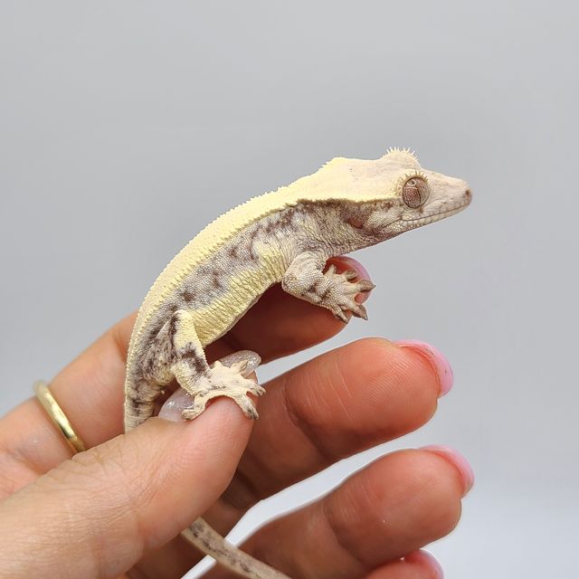 릴리 세이블 솔리드백 판다