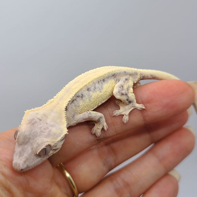 릴리 세이블 솔리드백 판다