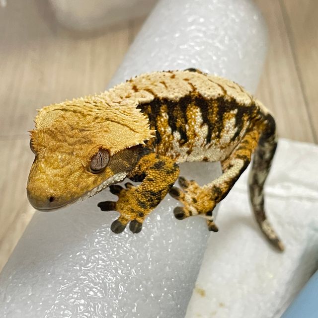 노멀 트라이 익스트림할리퀸
