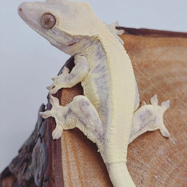 릴리 세이블 솔리드백 판다