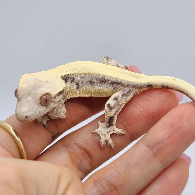 릴리 세이블 솔리드백 판다