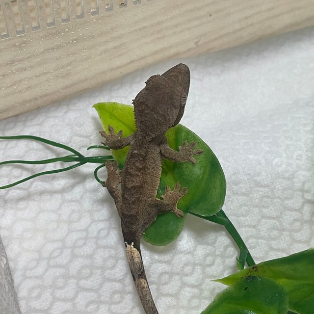 노멀 팬텀 벅스킨 다크