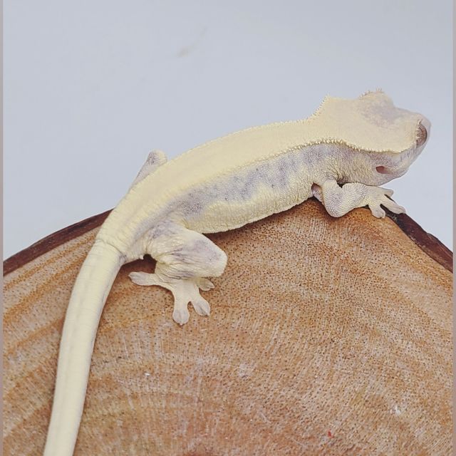 릴리 세이블 솔리드백 판다