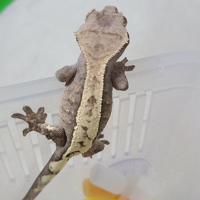 세이블