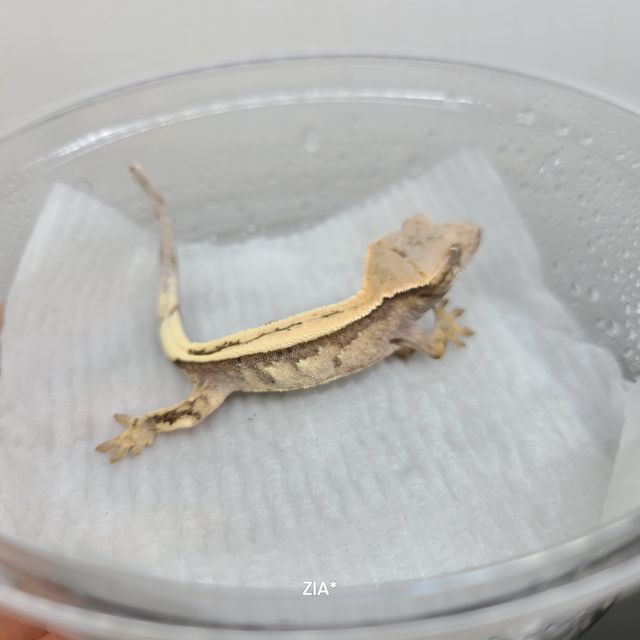 세이블