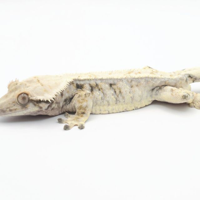 드리피 화이트스팟