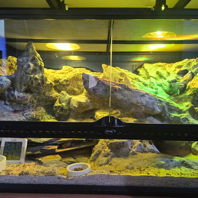 슈퍼세이블 릴리