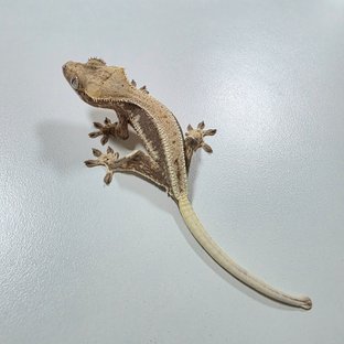 릴리화이트