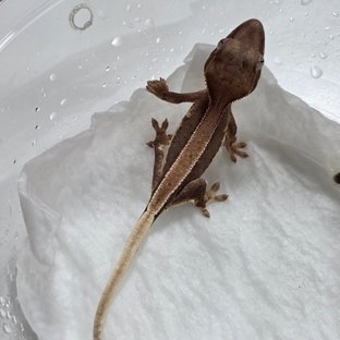 100%헷아잔틱 릴리화이트