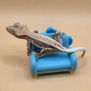 릴리화이트 달마시안