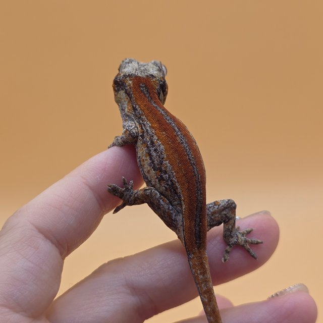 스트라이프 레드