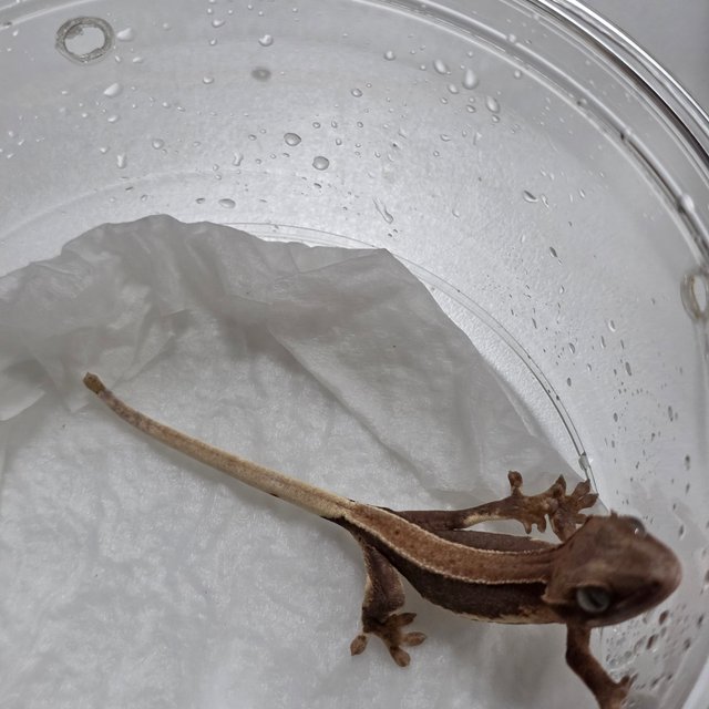 100%헷아잔틱 릴리화이트