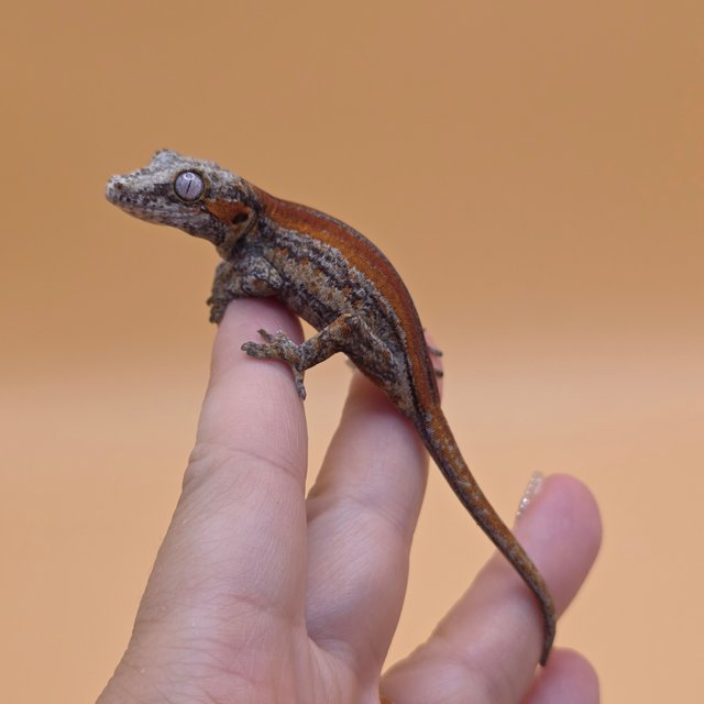 스트라이프 레드