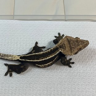 다크 슈퍼스트라이프 화이트핀 풀핀 쿼드 엠티백