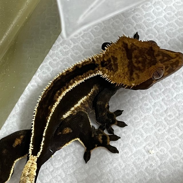 다크 슈퍼스트라이프 화이트핀 풀핀 쿼드 엠티백