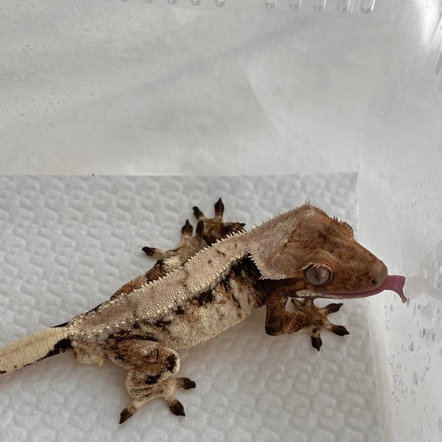 노멀 트라이 드리피 화이트스팟