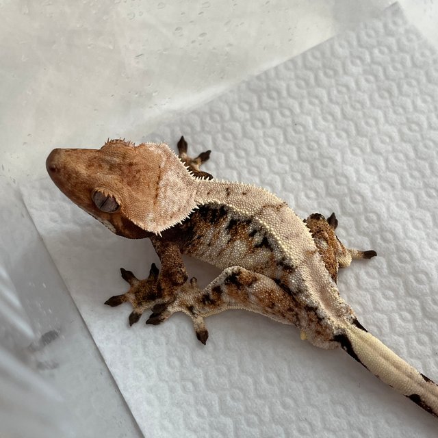 노멀 트라이 드리피 화이트스팟