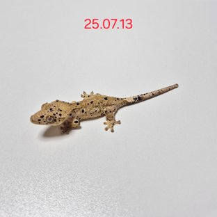 슈퍼달마시안