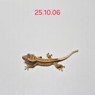 쿼드 핀스트라이프