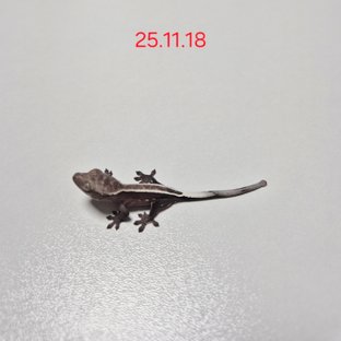 풀핀 아잔틱