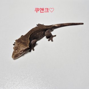 패턴리스 아잔틱