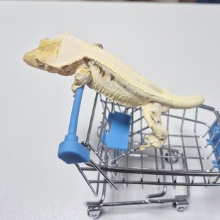 릴리화이트