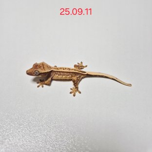 쿼드 핀스트라이프