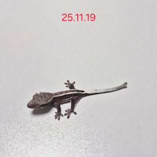 풀핀 아잔틱