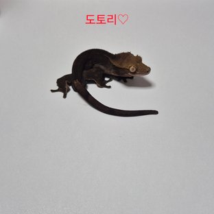 알티차콜