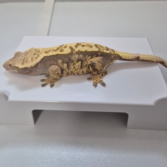 트라이 익스트림할리퀸