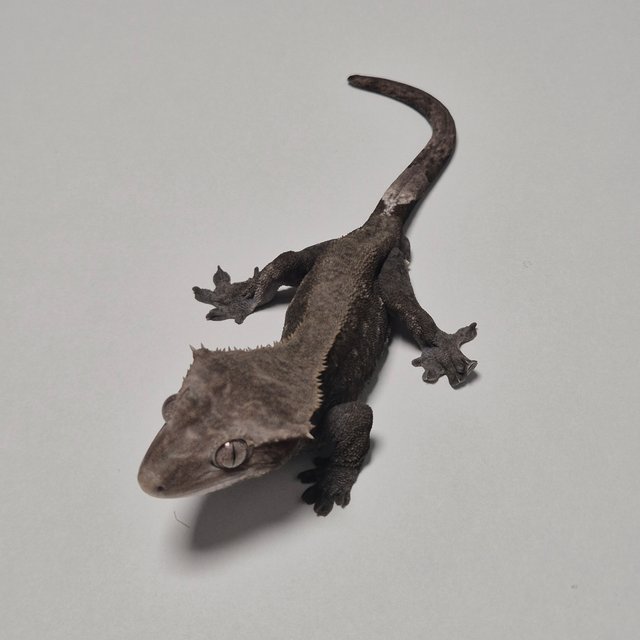 패턴리스 아잔틱