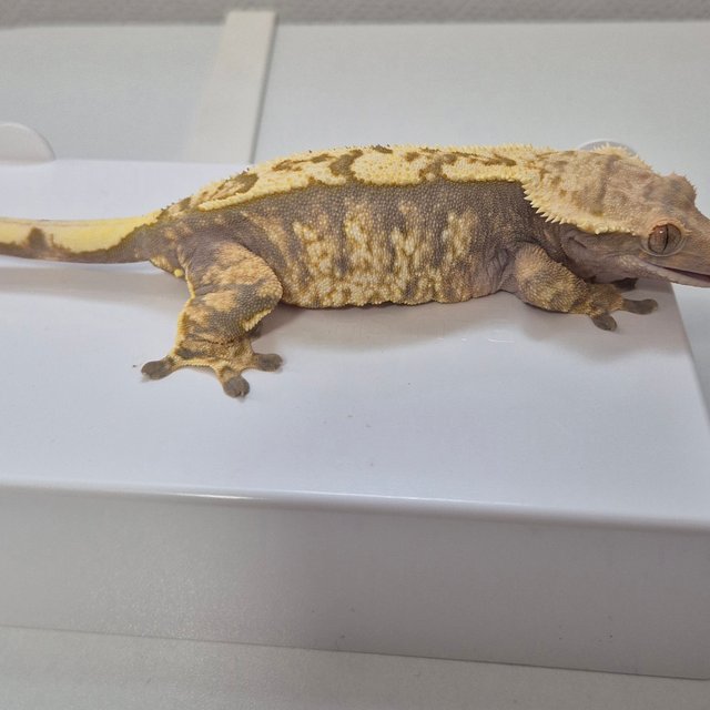 트라이 익스트림할리퀸