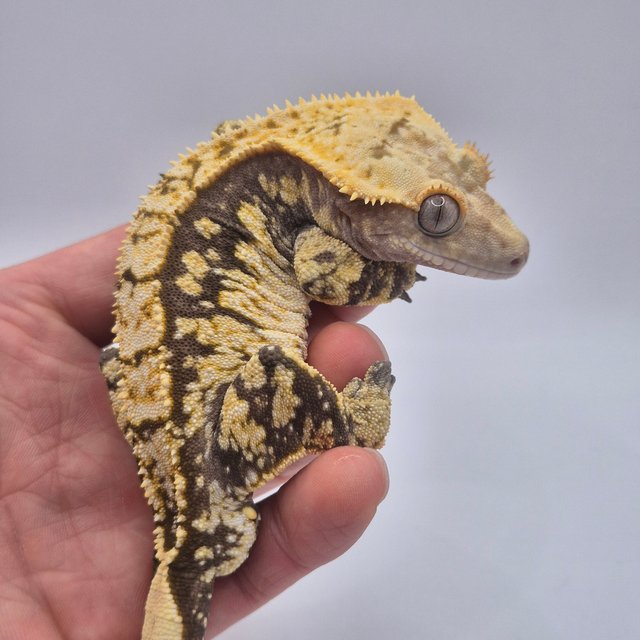 트라이 익스트림할리퀸