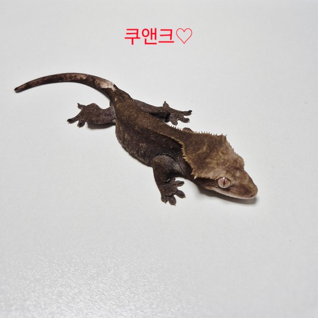 패턴리스 아잔틱