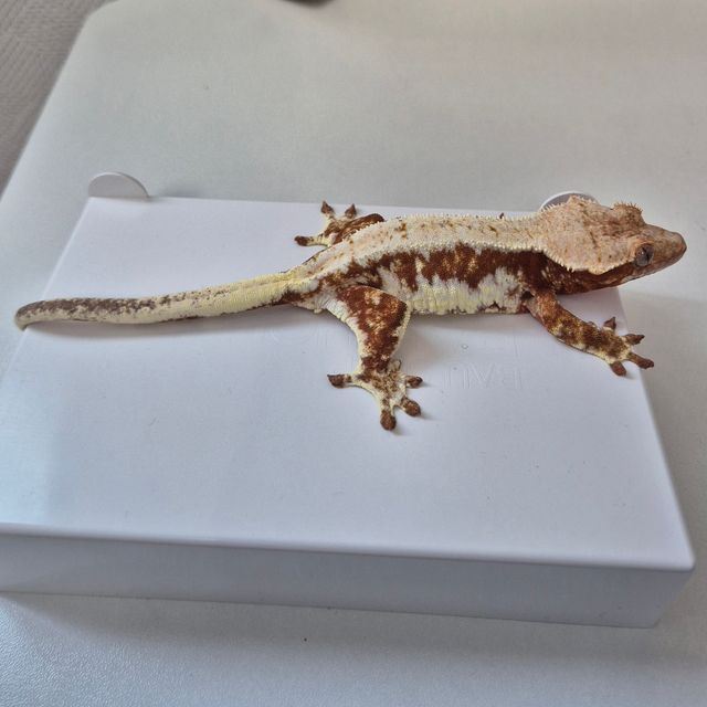 레드 릴리화이트