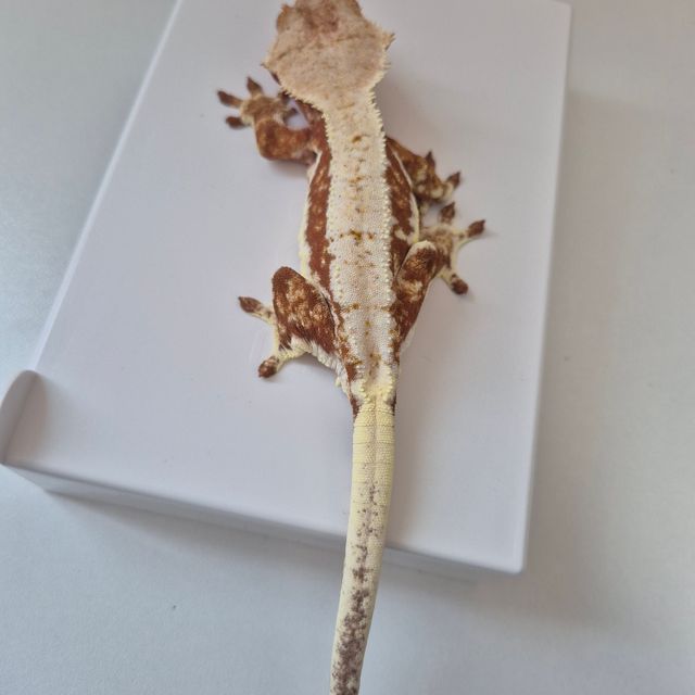 레드 릴리화이트