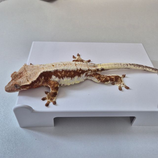 레드 릴리화이트