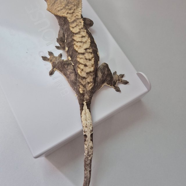 트라이 익스트림할리퀸