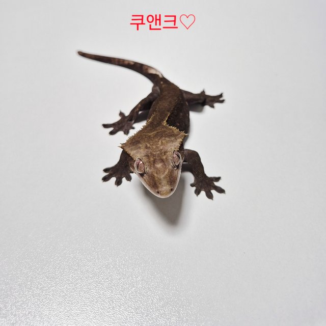 패턴리스 아잔틱