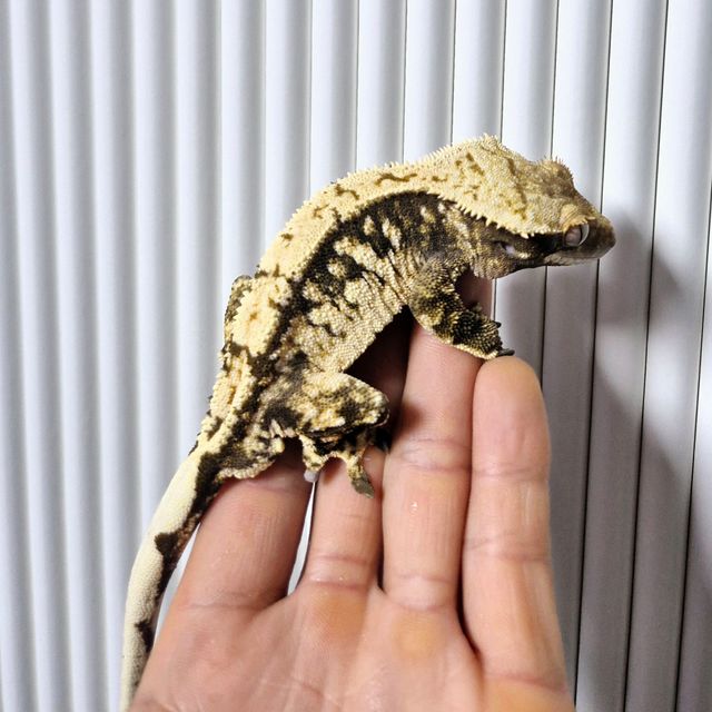 화이트스팟 트라이 익스트림할리퀸